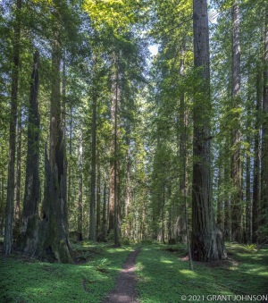 Burlington to Decker Creek, California, HRSP, Humboldt Redwoods SP, Humboldt Redwoods State Park, Redwood, River Trail, tree, ©GRANTJOHNSON