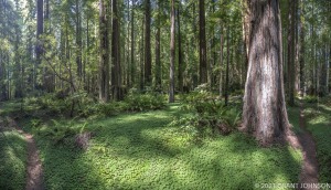 Burlington to Decker Creek, California, HRSP, Humboldt Redwoods SP, Humboldt Redwoods State Park, Redwood, River Trail, tree, ©GRANTJOHNSON