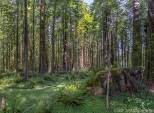 Burlington to Decker Creek, California, HRSP, Humboldt Redwoods SP, Humboldt Redwoods State Park, Redwood, River Trail, tree, ©GRANT JOHNSON