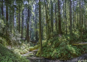 Burlington to Decker Creek, California, Decker creek, HRSP, Humboldt Redwoods SP, Humboldt Redwoods State Park, Redwood, River Trail, ©GRANTJOHNSON