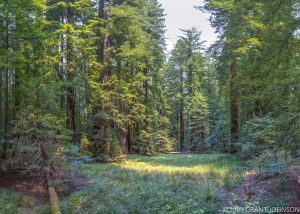 Ave OTG, California, California Federation of Womens Clubs Grove, HRSP, Humbodt Redwoods SP, Humboldt County, Humboldt Redwoods State Park, Redwood, forest, meadow, ©GRAN JOHNSON