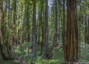 Bull Creek, Bull Creek Flat, Bull Creek South, Bull Creek Trail South, California, HRSP, Humboldt Redwoods SP, Humboldt Redwoods State Park, Rockefeller Forest, ©GRANT JOHNSON
