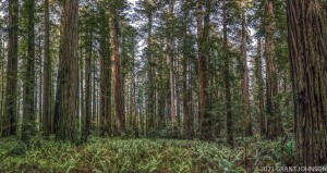 Howland Hill Road, JSRSP, Jedediah Smith Redwoods State Park, Mill Creek Watershed, Stout Grove, old growth, ©GRANT JOHNSON
