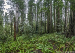 Howland Hill Road, JSRSP, Jedediah Smith Redwoods State Park, Mill Creek Watershed, old growth, ©GRANT JOHNSON