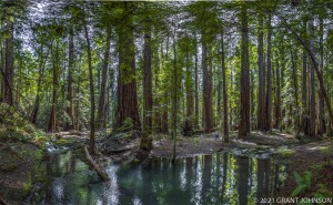California, Coast Redwood, MWSP, Mendocino County, Montgomery Woods State Park, Redwood, forest, grove, old growth, ©GRANT JOHNSON