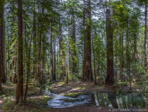 California, Coast Redwood, MWSP, Mendocino County, Montgomery Woods State Park, Redwood, forest, grove, old growth, ©GRANTJOHNSON