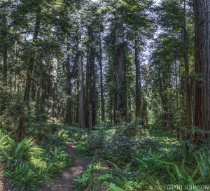 California, RNP, Redwood, Redwood NP, Redwood National Park, Redwood National and State Parks, forest, old growth, ©GRANT JOHNSON