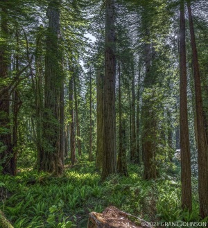 California, RNP, Redwood, Redwood NP, Redwood National Park, Redwood National and State Parks, forest, old growth, ©GRANT JOHNSON