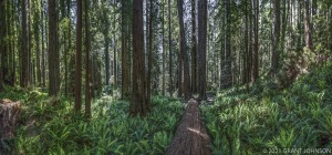 California, RNP, Redwood, Redwood NP, Redwood National Park, Redwood National and State Parks, forest, old growth, ©GRANT JOHNSON