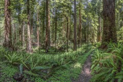 Bull Creek to Boisclaire Grove, HRSP, Humboldt Redwoods SP, Humboldt Redwoods State Park, Redwood, River Trail, Rockefeller Forest, forest, old growth, tree, ©GRANT JOHNSON