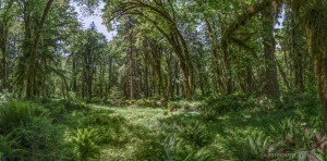 2015_06_12_0331_pano-100