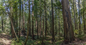 2017_04_28_0154_pano2-110