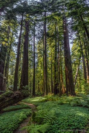Humboldt Redwoods 201607120944