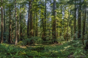 Montgomery Woods 201704280510