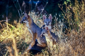 Gray Fox Kit
