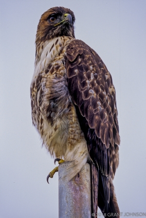 Red Tail Hawk