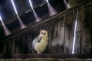 Juvenile Barn Owl