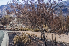 Fountian Grove Parkway, Santa Rosa, Sonoma County, Wine Country Fire Storm