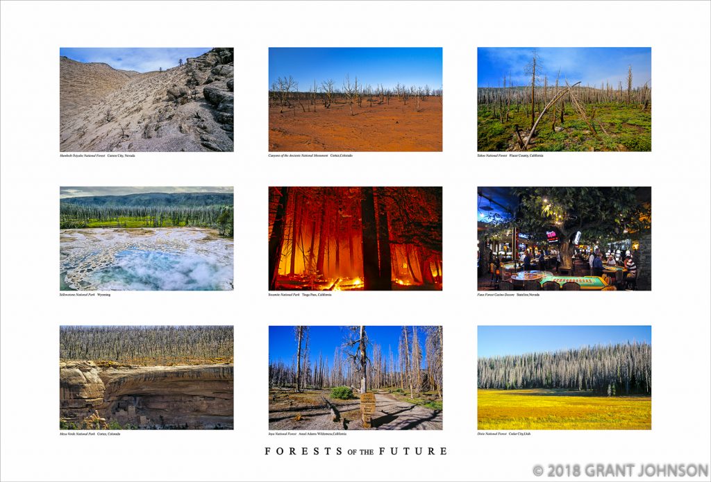 The world's forests are under assault from logging, climate change, pollution, pestilence, greed and desperation. Trees represent one of the most efficient climate stabilization mechanisms and one of the cheapest to implement. Trees sequester carbon and emit oxygen, when they are living. Killing a tree halts this process and causes it to work in reverse. As forests are burned or logged the trees are removed from service and those green house gasses, added to the already critical load, cause the planet to warm. This change from woodland to grassland is altering the ecology significantly and indeterminately